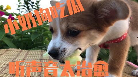 娱乐吃瓜酱送小狗视频在线观看